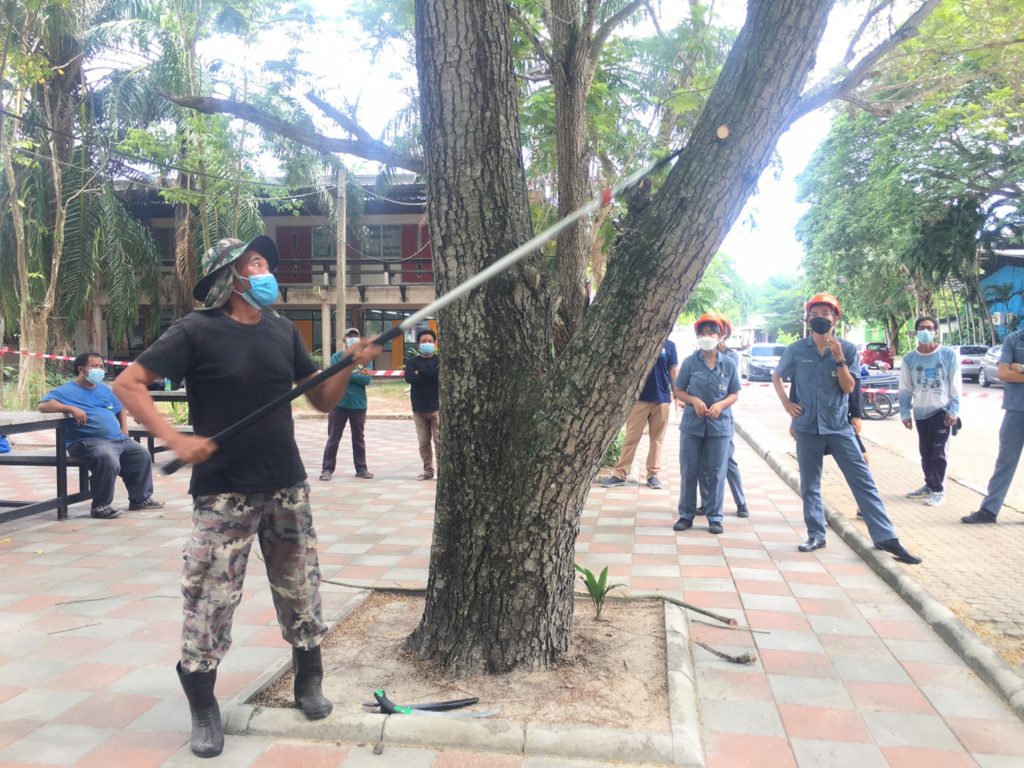 งานรุกขกร