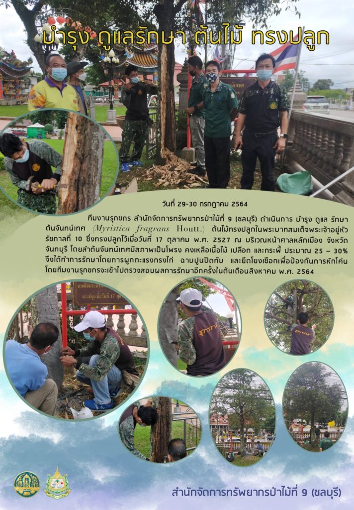 วันที่ 29-30 กรกฎาคม 2564 ทีมงานรุกขกร สำนักจัดการทรัพยากรป่าไม้ที่ 9 (ชลบุรี) ดำเนินการบำรุง ดูแล รักษา ต้นจันทน์เทศ (Myristica Fragrans Houtt) ต้นไม้ทรงปลูกในพระบาทสมเด็จพระเจ้าอยู่หัวราชกาลที่ 10 ซึ่งทรงปลูกไว้เมื่อวันที่ 17 ตุลาคม 2527 ณ บริเวณหน้าศาลาหลักเมือง จังหวัดจันทบุรี โดยลำต้นจันทน์เทศมีสภาพเป็นโพรง คงเหลือเนื้อไม้ เปลือก และกระพี้ ประมาณ 25-30% จึงได้ทำการรักษาโดยการผูกตะแกรงกรงไก่ ฉาบปูนปิดทับ และยึดโยงเชือกเพื่อป้องกันการหักโค่น โดยทีมงานรุกขกรจะเข้าไปตรวจสอบผลการรักษาอีกครั้งในต้นเดือนสิงหาคม พ.ศ. 2564