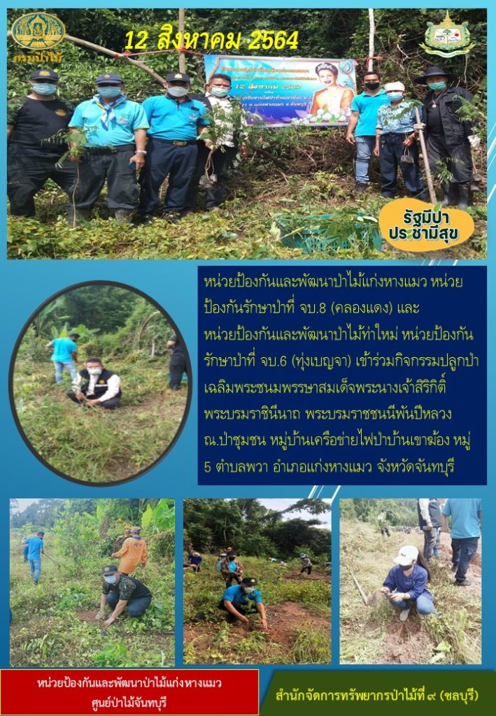 วันที่ 12 สิงหาคม 2564 หน่วยป้องกันและพัฒนาป่าไม้แก่งหางแมว หน่วยป้องกันรักษาป่าที่ จบ.8 (คลองแดง) และหน่วยป้องกันและพัฒนาป่าไม้ท่าใหม่ หน่วยป้องกันรักษาป่าที่ จบ.6 (ทุ่งเบญจา) เข้าร่วมกิจกรรมปลูกป่าเฉลิมพระชนมพรรษาสมเด็จพระนางเจ้าสิริกิติ์ พระบรมราชินีนาถ พระบรมราชชนนีพันปีหลวง ณ ป่าชุมชน หมู่บ้านเครือข่ายไฟป่าบ้านเขาฆ้อง หมู่ที่ 5 ตำบลพวา อำเภอแก่งหางแมว จังหวัดจันทบุรี