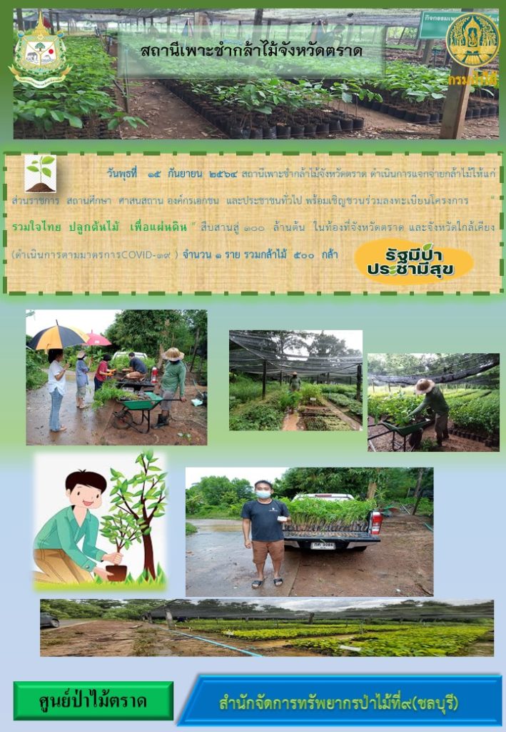 วันที่ 15 กันยายน 2564 สถานีเพาะชำกล้าไม้จังหวัดตราด ดำเนินการแจกจ่ายกล้าไม้ให้แก่ส่วนราชการ สถานศึกษา ศาสนสถาน องค์กรเอกชน และประชาชนทั่วไป พร้อมเชิญชวนร่วมลงทะเบียนโครงการ "รวมใจไทย ปลูกต้นไม้เพื่อแผ่นดิน" สืบสานสู่ 100 ล้านต้น ในท้องที่จังหวัดตราด และจังหวัดใกล้เคียง จำนวน 1 ราย รวมกล้าไม้ 500 กล้า