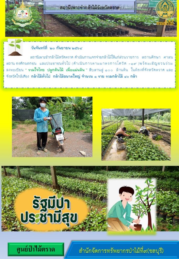 วันที่ 20 กันยายน 2564 สถานีเพาะชำกล้าไม้จังหวัดตราด ดำเนินการแจกจ่ายกล้าไม้ให้แก่ส่วนราชการ สถานศึกษา ศาสนสถาน องค์กรเอกชน และประชาชนทั่วไป พร้อมเชิญชวนร่วมลงทะเบียนโครงการ "รวมใจไทย ปลูกต้นไม้เพื่อแผ่นดิน" สืบสานสู่ 100 ล้านต้น ในท้องที่จังหวัดตราด และจังหวัดใกล้เคียง กล้าไม้ทั่วไป กล้าไม้ขนาดใหญ่ จำนวน 1 ราย รวมกล้าไม้ 40 กล้า