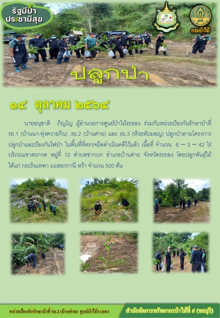 วันที่ 14 ตุลาคม 2564 นายอภิชาติ ภิญโญ ผู้อำนวยการศูนย์ป่าไม้ระยอง ร่วมกับหน่วยป้องกันรักษาป่าที่ รย.1 (บ้านนา-ทุ่งควายกิน) รย.2 (บ้านค่าย) และ รย.3 (ห้วยทับมอญ) ปลูกป่าตามโครงการปลูกป่าและป้องกันไฟป่า ในพื้นที่ที่ตรงจยึดดำเนินคดีไว้แล้ว เนื้อที่ 6-3-42 ไร่ บริเวณเขาตะกวด หมู่ที่ 10 ตำบลชากบก อำเภอบ้านค่าย จังหวัดระยอง โดยปลูกพันธุ์ไม้ ได้แก่ กระถินเทพา มะฮอกกานี หว้า จำนวน 500 ต้น