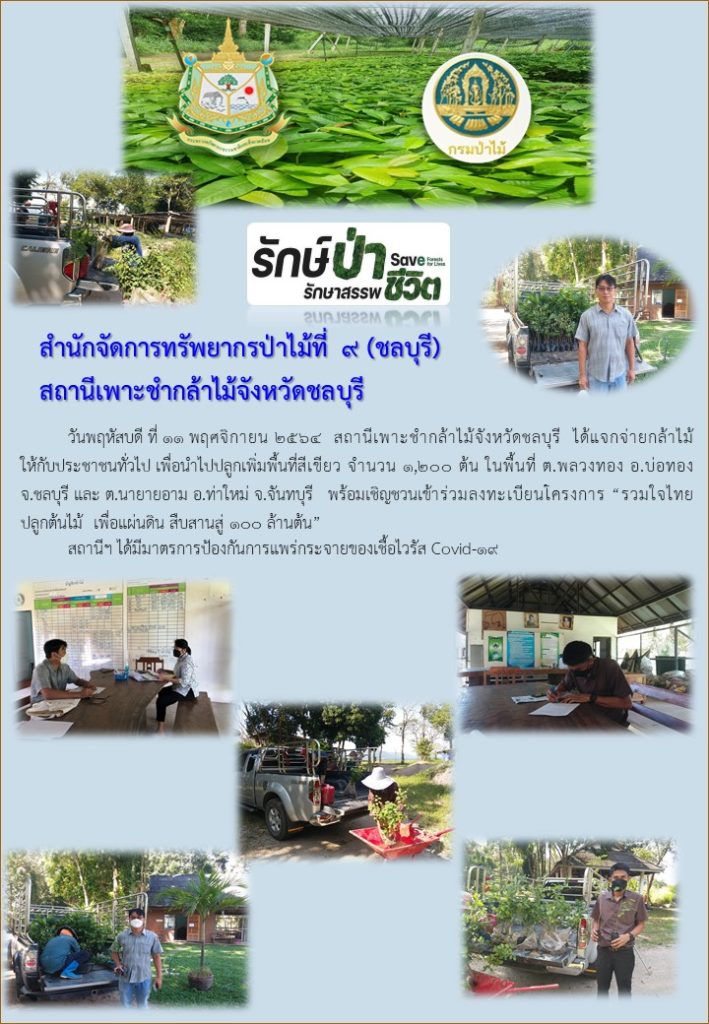 วันที่ 11 พฤศจิกายน 2564 สถานีเพาะชำกล้าไม้จังหวัดชลบุรี ได้แจกจ่ายกล้าไม้ให้กับประชาชรทั่วไป เพื่อนำไปปลูกเพิ่มพื้นที่สีเขียว จำนวน 1,200 ต้น ในพื้นที่ ตำบลพลวงทอง อำเภอบ่อทอง จังหวัดชลบุรี และตำบลนายายอาม อำเภอท่าใหม่ จังหวัดจันทบุรี พร้อมเชิญชวนเข้าร่วมลงทะเบียนโครงการ "รวมใจไทย ปลูกต้นไม้ เพื่อแผ่นดิน" สืบสานสู่ 100 ล้านต้น