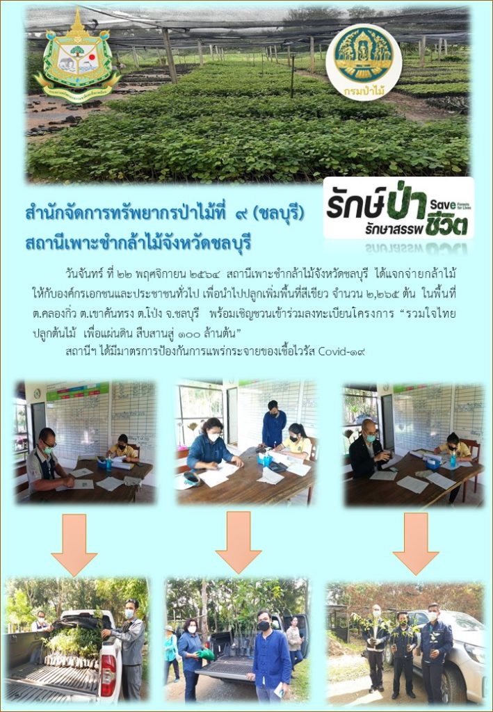 วันที่ 22 พฤศจิกายน 2564 สถานีเพาะชำกล้าไม้จังหวัดชลบุรี ได้แจกจ่ายกล้าไม้ให้กับประชาชรทั่วไป เพื่อนำไปปลูกเพิ่มพื้นที่สีเขียว จำนวน 2,265 ต้น ในพื้นที่ตำบลคลองกิ่ว ตำบลเขาคันทรง ตำบลโป่ง จังหวัดชลบุรี พร้อมเชิญชวนเข้าร่วมลงทะเบียนโครงการ "รวมใจไทย ปลูกต้นไม้ เพื่อแผ่นดิน" สืบสานสู่ 100 ล้านต้น