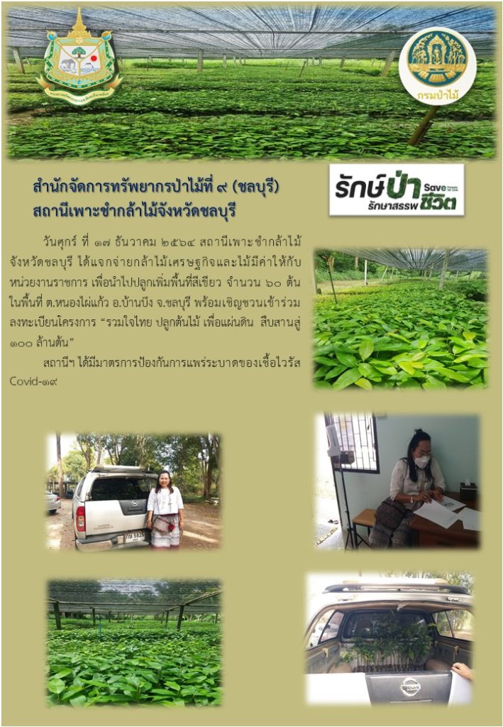 วันที่ 17 ธันวาคม 2564 สถานีเพาะชำกล้าไม้จังหวัดชลบุรี ได้แจกจ่ายกล้าไม้เศรษฐกิจและไม้มีค่าให้กับหน่วยงานราชการ เพื่อนำไปปลูกเพิ่มพื้นที่สีเขียว จำนวน 60 ต้น ในพื้นที่ตำบลหนองไผ่แก้ว อำเภอบ้านบึง จังหวัดชลบุรี พร้อมเชิญชวนเข้าร่วมลงทะเบียนโครงการ "รวมใจไทย ปลูกต้นไม้ เพื่อแผ่นดิน" สืบสานสู่ 100 ล้านต้น