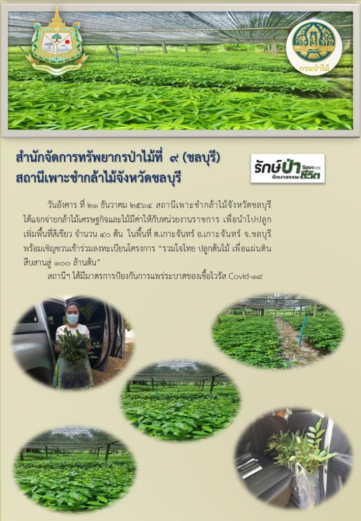 วันที่ 21 ธันวาคม 2564 สถานีเพาะชำกล้าไม้จังหวัดชลบุรี ได้แจกจ่ายกล้าไม้เศรษฐกิจและไม้มีค่าให้กับหน่วยงานราชการ เพื่อนำไปปลูกเพิ่มพื้นที่สีเขียว จำนวน 40 ต้น ในพื้นที่ตำบลเกาะจันทร์ อำเภอเกาะจันทร์ จังหวัดชลบุรี พร้อมเชิญชวนเข้าร่วมลงทะเบียนโครงการ "รวมใจไทย ปลูกต้นไม้ เพื่อแผ่นดิน" สืบสานสู่ 100 ล้านต้น