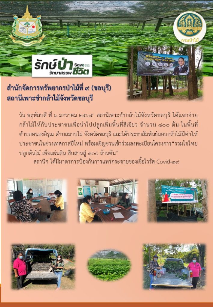 วันที่ 6 มกราคม 2565 สถานีเพาะชำกล้าไม้จังหวัดชลบุรี ได้แจกจ่ายกล้าไม้ให้กับประชาชน เพื่อนำไปปลูกเพิ่มพื้นที่สีเขียว จำนวน 800 ต้น ในพื้นที่ตำบลหนองอิรุณ ตำบลมาบไผ่ จังหวัดชลบุรี และได้ประชาสัมพันธ์มอบกล้าไม้มีค่าให้ ประชาชนในช่วงเทศกาลปีใหม่ พร้อมเชิญชวนเข้าร่วมลงทะเบียนโครงการ "รวมใจไทย ปลูกต้นไม้ เพื่อแผ่นดิน สืบสานสู่ 100 ล้านต้น"