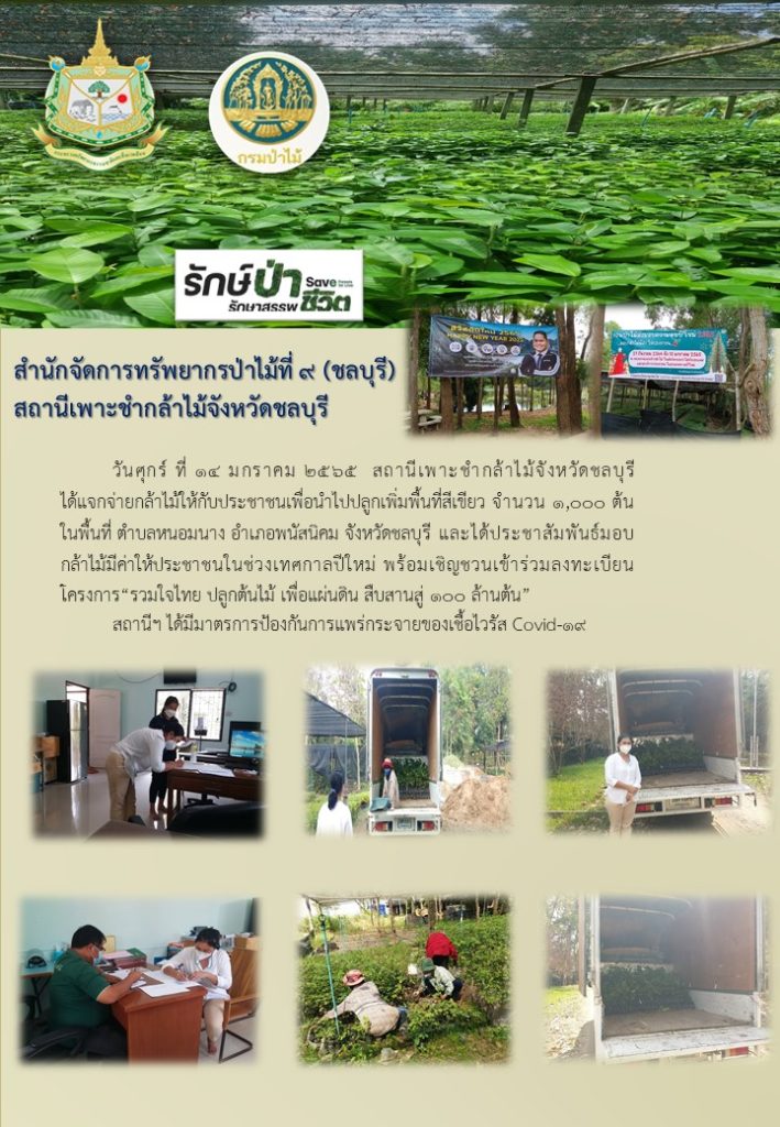 วันที่ 14 มกราคม 2565 สถานีเพาะชำกล้าไม้จังหวัดชลบุรี ได้แจกจ่ายกล้าไม้ให้กับประชาชน เพื่อนำไปปลูกเพิ่มพื้นที่สีเขียว จำนวน 1,000 ต้น ในพื้นที่ตำบลหนองนาง อำเภอพนัสนิคม จังหวัดชลบุรี และได้ประชาสัมพันธ์มอบกล้าไม้มีค่าให้ ประชาชนในช่วงเทศกาลปีใหม่ พร้อมเชิญชวนเข้าร่วมลงทะเบียนโครงการ "รวมใจไทย ปลูกต้นไม้ เพื่อแผ่นดิน สืบสานสู่ 100 ล้านต้น"