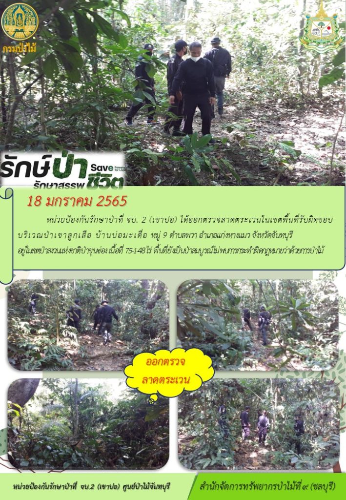 วันที่ 18 มกราคม 2565 หน่วยป้องกันรักษาป่าที่ จบ.2 (เขาปอ) ได้ออกตรวจลาดตระเวนในเขตพื้นที่รับผิดชอบ บริเวณป่าเขาลูกเสือ บ้านบ่อมะเดื่ม หมู่ที่ 9 ตำบลพวา อำเภอแก่งหางแมว จังหวัดจันทบุรี อยู๋ในเขตป่าสงวนแห่งชาติป่าขุนซ่อง เนื้อที่ 75-1-48 ไร่ พื้นที่ยังเป็นป่าสมบูรณ์ ไม่พบการกระทำผิดกฎหมายว่าด้วยการป่าไม้