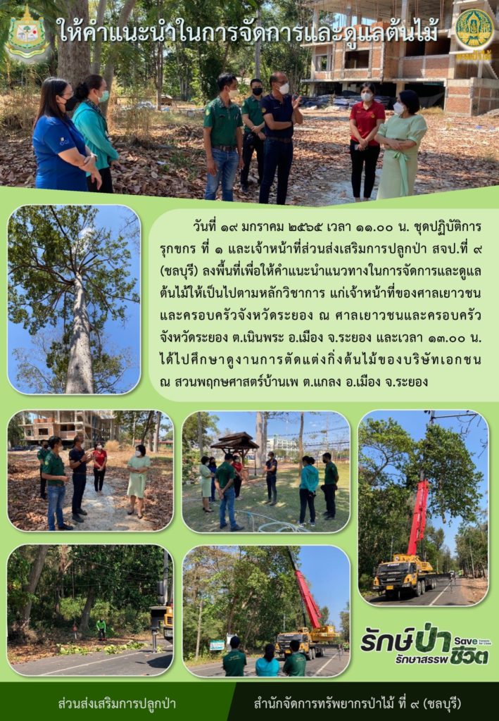 วันที่ 19 มกราคม 2565 เวลา 11.00 น. ชุดปฏิบัติการรุกขกร ที่ 1 และเจ้าหน้าที่ส่วนส่งเสริมการปลูกป่า สจป.ที่ 9 (ชลบุรี) ลงพื้นที่ให้คำแนะนำแนวทางในการจัดการและดูแลต้นไม้ให้เป็นไปตามหลักวิชาการ แก่เจ้าหน้าที่ของศาลเยาวชนและครอบครัวจังหวัดระยอง ณ ศาลเยาวชนและครอบครัวจังหวัดระยอง ตำบลเนินพระ อำเภอเมือง จังหวัดระยอง และเวลา 13.00 น. ได้ไปศึกษาดูงานการตัดแต่งกิ่งต้นไม้ของบริษัทเอกชน ณ สวนพฤกษศาสตร์บ้านเพ ตำบลแกลง อำเภอเมือง จังหวัดระยอง