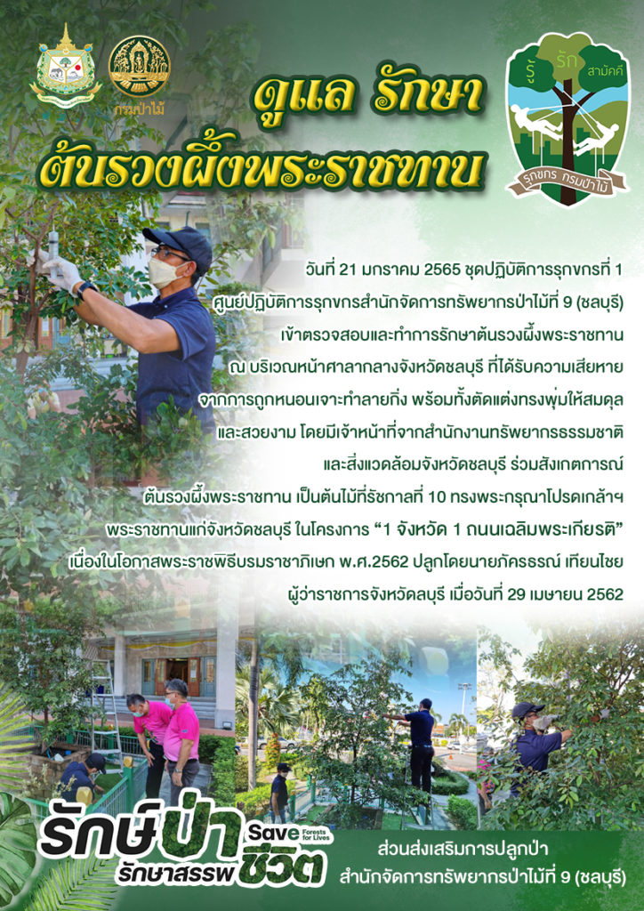 วันที่ 21 มกราคม 2565 ชุดปฏิบัติการรุกขกรที่ 1 ศูนย์ปฏิบัติการรุกขกรสำนักจัดการทรัพยากรป่าไม้ที่ 9 (ชลบุรี) เข้าตรวจสอบและทำการรักษาต้นรวงผึ้งพระราชทาน ณ บริเวณหน้าศาลากลางจังหวัดชลบุรี ที่ได้รับความเสียหายจากการถูกหนอนเจาะทำลายกิ่ง พร้อมทั้งตัดแต่งทรงพุ่มให้สมดุลและสวยงาม โดยมีเจ้าหน้าที่จากสำนักงานทรัพยากรธรรมชาติและสิ่งแวดล้อมจังหวัดชลบุรี ร่วมสังเกตการณ์ ต้นรวงผึ้งพระราชทาน เป็นต้นไม้ที่รัชกาลที่ 10 ทรงพระกรุณาโปรดเกล้าฯ พระราชทานแก่จังหวัดชลบุรี ในโครงการ “1 จังหวัด 1 ถนนเฉลิมพระเกียรติ” เนื่องในโอกาสพระราชพิธีบรมราชาภิเษก พ.ศ.2562 ปลูกโดยนายภัครธรณ์ เทียนไชย ผู้ว่าราชการจังหวัดชลบุรี เมื่อวันที่ 29 เมษายน 2562