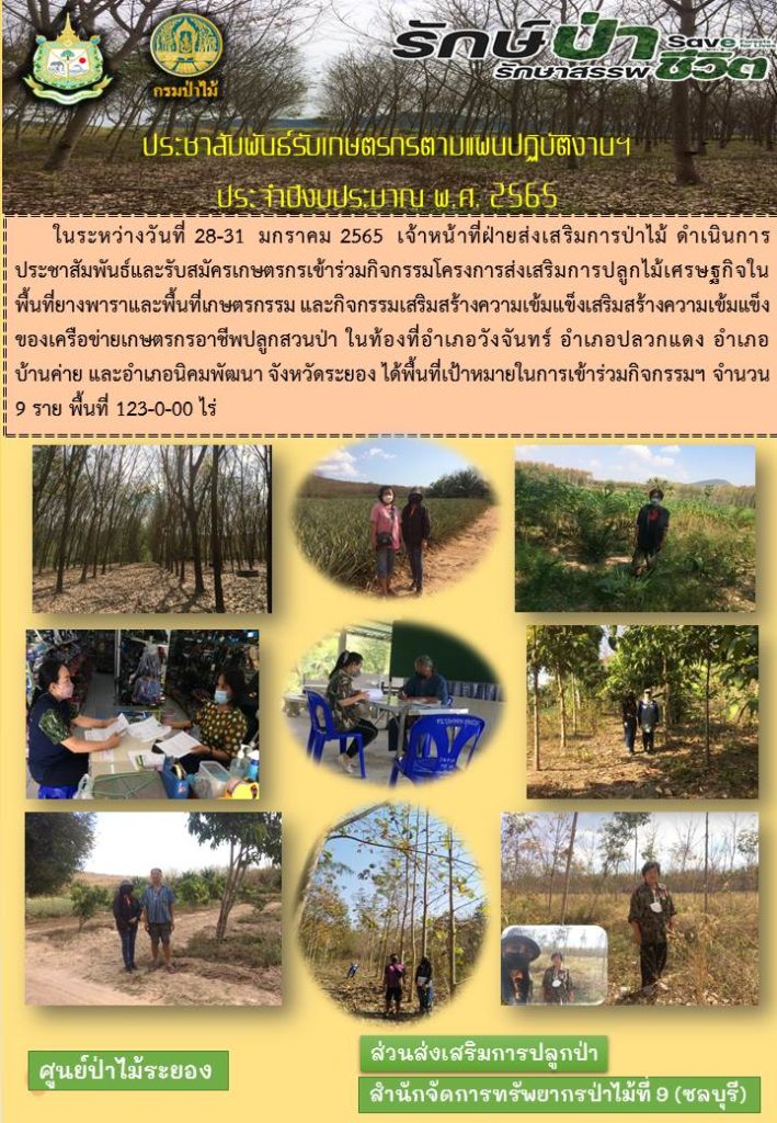 วันที่ 28-31 มกราคม 2565 เจ้าหน้าที่ฝ่ายส่งเสริมการป่าไม้ ดำเนินการประชาสัมพันธ์และรับสมัครเกษตรกรเข้าร่วมกิจกรรมโครงการส่งเสริมการปลูกกไม้เศรษฐกิจในพื้นที่ยางพาราและพื้นที่เกษตรกรรม และกิจกรรมเสริมสร้างความเข็มแข็งของเครือข่ายเกษตรกรอาชีพปลูกสวนป่า ในท้องที่อำเภอวังจันทร์, อำเภอปลวกแดง, อำเภอบ้านค่าย และอำเภอนิคมพัฒนา จังหวัดระยอง ได้พื้นที่เป้าหมายในการเข้าร่วมกิจกรรม ฯ จำนวน 9 ราย พื้นที่ 123-0-00 ไร่