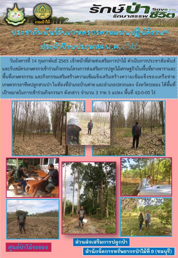 วันที่ 14 กุมภาพันธ์ 2565 เจ้าหน้าที่ฝ่ายส่งเสริมการป่าไม้ ดำเนินการประชาสัมพันธ์และรับสมัครเกษตรกรเข้าร่วมกิจกรรมโครงการส่งเสริมการปลูกไม้เศรษฐกิจในพื้นที่ปลูกยางพาราและพื้นที่เกษตรกรรม และกิจกรรมเสริมสร้างความเข้มแข็งของเครือข่ายเกษตรกรอาชีพปลูกสวนป่า ในท้องที่อำเภอบ้านค่าย และอำเภอปลวกแดง จังหวัดระยอง ได้พื้นที่เป้าหมายในการเข้าร่วมกิจกรรมฯ ดังกล่าว จำนวน 3 ราย 5 แปลง พื้นที่ 42-0-00 ไร่