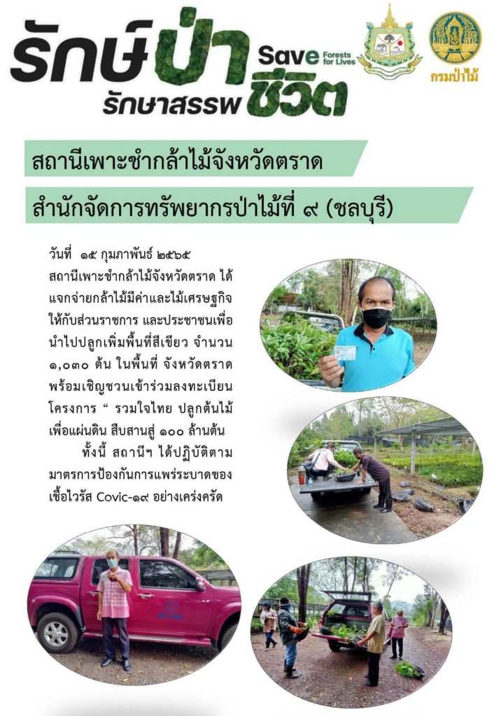 วันที่ 15 กุมภาพันธ์ 2565 สถานีเพาะชำกล้าไม้จังหวัดตราด ได้แจกจ่ายกล้าไม้มีค่าและไม้เศรษฐกิจให้กับส่วนราชการ และประชาชน เพื่อนำไปปลูกเพิ่มพื้นที่สีเขียว จำนวน 1,030 ต้น ในพื้นที่จังหวัดตราด พร้อมเชิญชวนเข้าร่วมลงทะเบียนโครงการ "รวมใจไทย ปลูกต้นไม้ เพื่อแผ่นดิน สืบสานสู่ 100 ล้านต้น" ทั้งนี้สถานีฯ ได้ปฏิบัติตามมาตรการป้องกันการแพร่ระบาดของเชื้อไวรัส Covid-19 อย่างเคร่งครัด