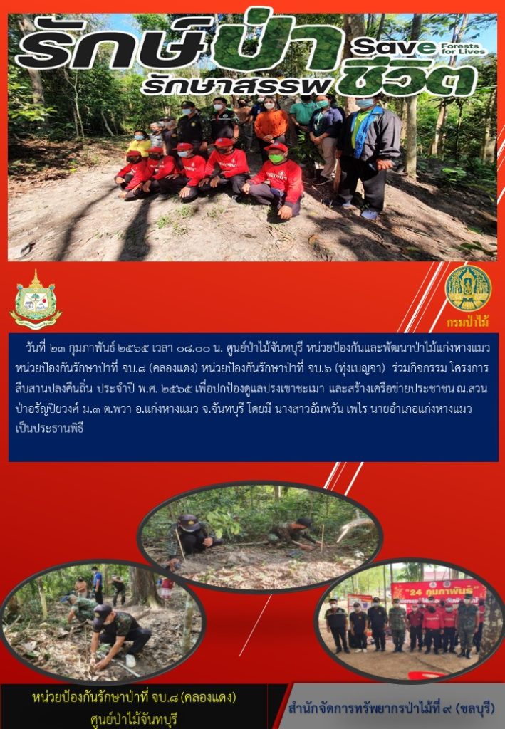วันที่ 23 กุมภาพันธ์ 2565 เวลา 08.00 น. ศูนย์ป่าไม้จันทบุรี หน่วยป้องกันและพัฒนาป่าไม้แก่งหางแมว หน่วยป้องกันรักษาป่าที่ จบ.8 (คลองแดง) หน่วยป้องกันรักษาป่าที่ จบ.6 (ทุ่งเบญจา) ร่วมกิจกรรมโครงการสืบสานปลงคืนถิ่น ประจำปี พ.ศ. 2565 เพื่อปกป้องดูแลปรงเขาชะเมา และสร้างเครือข่ายประชาชน ณ สวนป่าอรัญปิยวงศ์ หมู่ที่ 3 ตำบลพวา อำเภอแก่งหางแมว จังหวัดจันทบรุี โดยมีนางสาวอัมพวัน เพไร นายอำเภอแก่งหางแมว เป็นประธานพิธี