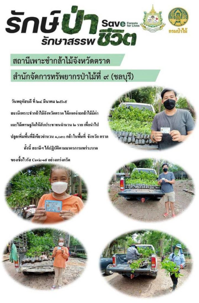 วันที่ 24 มีนาคม 2565 สถานีเพาะชำกล้าไม้จังหวัดตราด ได้แจกจ่ายกล้าไม้มีค่า และไม้เศรษฐกิจให้กับประชาชน 2 ราย เพื่อนำไปปลูกเพิ่มพื้นที่สีเขียว จำนวน 1,030 กล้า ในพื้นที่จังหวัดตราด