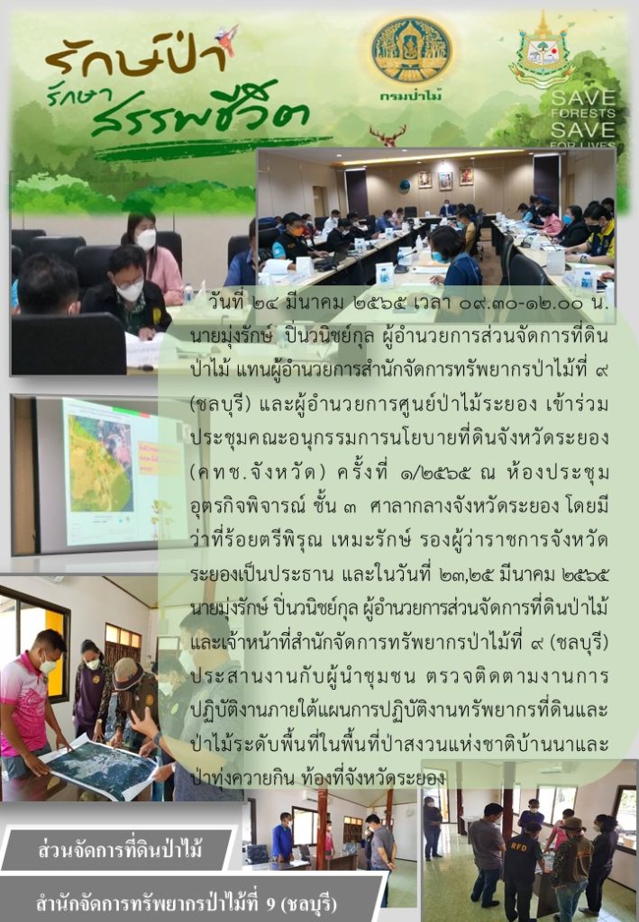 วันที่ 24 มีนาคม 2565 เวลา 09.30-12.00 น. นายมุ่งรักษ์ ปิ่นวนิชย์กุล ผู้อำนวยการส่วนจัดการที่ดินป่าไม้ แทนผู้อำนวยการสำนักจัดการทรัพยากรป่าไม้ที่ 9 (ชลบุรี) และผู้อำนวยการศูนย์ป่าไม้ระยอง เข้าร่วม (คทช.จังหวัด) ครั้งที่ 1/2565 ณ ห้องประชุมอุตรกิจพิจารณ์ ชั้น 3 ศาลากลางจังหวัดระยอง โดยมีว่าที่ร้อยตรีพิรุณ เหมะรักษ์ รองผู้ว่าราชการจังหวัดระยองเป็นประธาน และในวันที่ 23, 25 มีนาคม 2565 นายมุ่งรักษ์ ปิ่นวนิชย์กุล ผู้อำนวยการส่วนจัดการที่ดินป่าไม้ และเจ้าหน้าที่สำนักจัดการทรัพยากรป่าไม้ที่ 9 (ชลบุรี) ประสานงงานกับผู้นำชุมชน ตรวจติดตามงาน ปฏิบัติงานภายใต้แผนการปฏิบัติงานทรัพยากรที่ดินและป่าไม้ระดับพื้นที่ในพื้นที่ป่าสงวนแห่งชาติบ้านนาและป่าทุ่งควายกิน ท้องที่จังหวัดระยอง