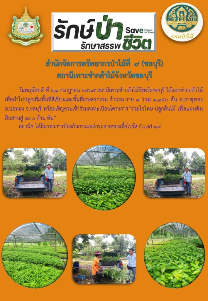 วันที่ 21 กรกฎาคม 2565 สถานีเพาะชำกล้าไม้จังหวัดชลบุรี ได้แจกจ่ายกล้าไม้เพื่อนำไปปลูกเพิ่มพื้นที่สีเขียวและพื้นที่เกษตรกรรม จำนวน 1 ราย รวม 1,150 ต้น พื้นที่ตำบลธาตุทอง อำเภอบ่อทอง จังหวัดชลบุรี พร้อมเชิญชวนเข้าร่วมลงทะเบียนโครงการ "รวมใจไทย ปลูกต้นไม้ เพื่อแผ่นดิน สืบสานสู่ 100 ล้านต้น"