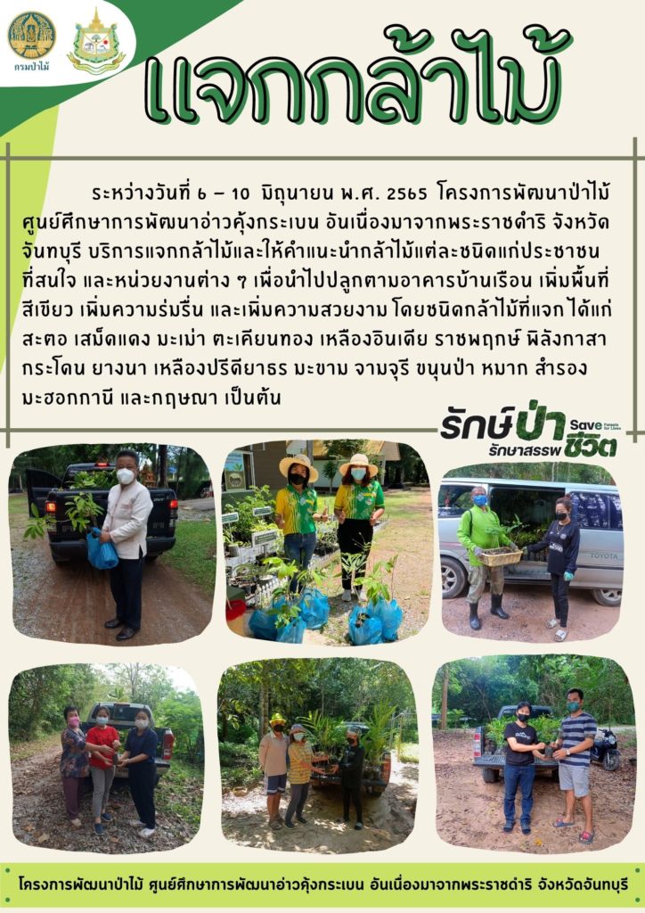 วันที่ 6-10 มิถุนายน 2565 โครงการพัฒนาป่าไม้ศูนย์ศึกษาการพัฒนาอ่าวคุ้งกระเบน อันเนื่องมาจากพระราชดำริ จังหวัดจันทบุรี บริการแจกจ่ายกล้าไม้และให้คำแนะนำกล้าไม้แต่ละชนิดแก่ประชาชนที่สนใจ และหน่วยงานต่าง ๆ เพื่อนำไปปลูกตามอาคารบ้านเรือน เพิ่มพื้นที่สีเขียว เพิ่มความร่มรื่น และเพิ่มความสวยงาม โดยชนิดกล้าไม้ที่แจก ได้แก่ สะดอ เสม็ดแดง มะเม่า ตะเคียนทอง เหลืองอินเดีย ราชพฤกษ์ พิลังกาสา กระโคน ยางนา เหลืองปรีคียาธร มะขาม จามจุรี ขนุนป่า หมาก สำรอง มะฮอกกานี และกฤษณา เป็นต้น