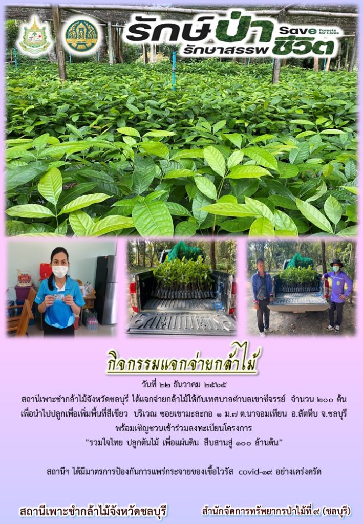 วันที่ 22 ธันวาคม 2565 สถานีเพาะชำกล้ามไม้จังหวัดชลบุรี ได้แจกจ่ายกล้าไม้ให้กับเทศบาลตำบลเขาชีจรรย์ จำนวน 200 ต้น เพื่อนำไปปลูกเพิ่มพื้นที่สีเขียว บริเวณ๙อยเขามะละกอ 1 หมู่ที่ 7 ตำบลนาจอมเทียน อำเภอสัตหีบ จังหวัดชลบุรี พร้อมเชิญชวนเข้าร่วมลงทะเบียนโครงการ "รวมใจไทย ปลูกต้นไม้ เพื่อแผ่นดิน สืบสานสู่ 100 ล้านต้น"