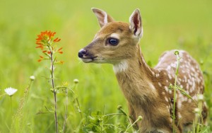 hd-deer-animal-wallpapers-images-photos-0517192851