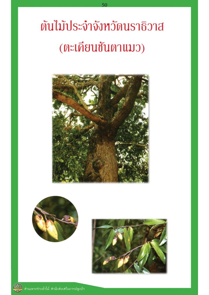 PT_Takienchantamaew1