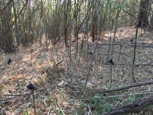 น้ำหนาว เพชรบูรณ์_1744