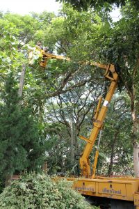 %e0%b8%a7%e0%b8%b1%e0%b8%99%e0%b8%a3%e0%b8%b1%e0%b8%81%e0%b8%95%e0%b9%89%e0%b8%99%e0%b9%84%e0%b8%a1%e0%b9%8927-10-59_3212