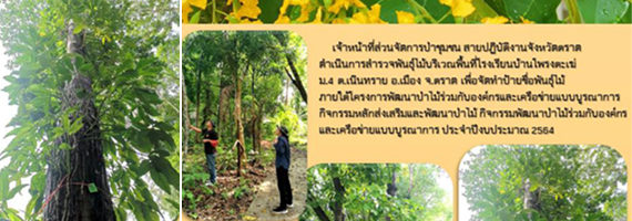 เจ้าหน้าที่ส่วนจัดการป่าชุมชน สายปฏิบัติงานจังหวัดตราด ดำเนินการสำรวจพันธุ์ไม้บริเวณพื้นที่โรงเรียนบ้านโพรงตะเฆ่ หมู่ที่ 4 ตำบลเนินทราย อำเภอเมือง จังหวัดตราด เพื่อจัดทำป้ายชื่อพันธุ์ไม้ ภายใต้โครงการพัฒนาป่าไม้ร่วมกับองค์กรและเครือข่ายแบบบูรณาการ