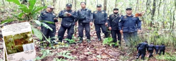 วันที่ 15 เมษายน 2564 เจ้าหน้าที่หน่วยป้องกันและพัฒนาป่าไม้บ่อไร่ เจ้าหน้าที่หน่วยป้องกันรักษาป่าที่ ตร.3 (มะนาว) ได้ออกลาดตระเวนในเขตพื้นที่รับผิดชอบในเขตป่าสงวนแห่งชาติป่าเขาสมิง (ป่าคลองใหญ่และป่าเขาไฟไหม้) บริเวณป่าเขาไก๊ หมู่ที่ 3 ตำบลช้างทูน อำเภอบ่อไร่ จังหวัดตราด จำนวน 1 แปลง เนื้อที่ 73-2-31 ไร่ พื้นที่ป่ายังคงสภาพเป็นป่าสมบูรณ์ ไม่พบการกระทำความผิดตามกฏหมายว่าด้วยการป่าไม้