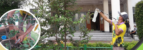 วันที่ 21 เมษายน 2564 ชุดปฏิบัติการรุกขกร พร้อมด้วยเจ้าหน้าที่สำนักจัดการทรัพยากรป่าไม้ที่ 9 (ชลบุรี) ได้ร่วมกันดำเนินการดูแลรักษาต้นรวงผึ้ง ต้นไม้ประจำรัชกาลที่ 10 ณ บริเวณหน้าศาลากลางจังหวัดชลบุรี ซึ่งพระบามสมเด็จพระเจ้าอยู่หัว ทรงพระกรุณาโปรดเกล้าฯ พระราชทานแก่จังหวัดชลบุรี ในโครงการ " 1 จังหวัด 1 ถนน เฉลิมพระเกียรติ" เนื่องในโอกาสพระราชพิธีบรมราชาภิเษก พ.ศ. 2562 โดยทำการตัดแต่งกิ่ง ฉีดพ่นยากำจัดเพลี้ย กำจัดปลวก ฝังท่อ PVC เพื่อเป็นช่องทางในการให้น้ำ ดูดน้ำออกเพื่อลดความเสี่ยงต้นไม้แห้งหรือรากเน่า ยืนต้นตาย อีกทั้งใช้สำหรับให้อาหารเสิรมต้นไม้ และช่วยเพิ่มออกซิเจนในดิน