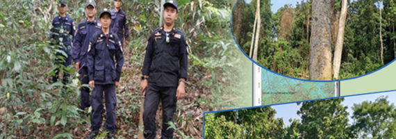 วันที่ 21 เมษายน 2564 เจ้าหน้าที่หน่วยป้องกันและพัฒนาป่าไม้เขาสมิง เจ้าหน้าที่หน่วยป้องกันรักษาป่าที่ ตร.1 (คลองสะตอ) ได้ออกตรวจลาดตระเวนพื้นที่รับผิดชอบป่าสงวนแห่งชาติป่าเขาสมิง (ป่าคลองใหญ่และป่าเขาไฟไหม้) บริเวณเขาคลองปุก หมู่ที่ 5 บ้านคลองปุก ตำบลสะตอ อำเภอเขาสมิง จังหวัดตราด จำนวน 1 แปลง เนื้อที่ 105-1-98 ไร่ พื้นที่ป่ายังคงสภาพเป็นป่าสมบูรณ์ ไม่พบการกระทำความผิดตามกฏหมายว่าด้วยการป่าไม้