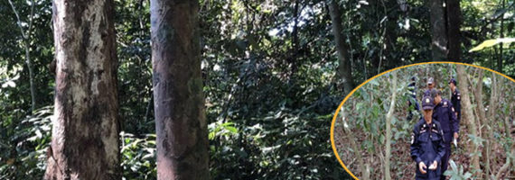 วันที่ 25 เมษายน 2564 เจ้าหน้าที่หน่วยป้องกันและพัฒนาป่าไม้เขาสมิง, เจ้าหน้าที่หน่วยป้องกันรักษาป่าที่ ตร.1 (คลองสะตอ) ได้ออกลาดตระเวนพื้นที่รับผิดชอบป่าสงวนแห่งชาติป่าดงธรรมชาติ บริเวณเขาบ่อพระ หมู่ที่ 3 บ้านวังโศก ตำบลบางปิด อำเภอแหลมงอบ จังหวัดตราด จำนวน 1 แปลง เนื้อ 84-1-9 ไร่ พื้นที่ป่ายังคงสภาพเป็นป่าสมบูรณ์ ไม่พบการกระทำความผิดตามกฏหมายว่าด้วยการป่าไม้