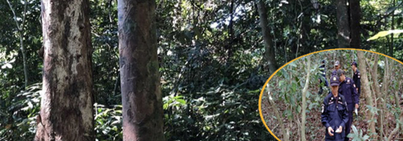 วันที่ 25 เมษายน 2564 เจ้าหน้าที่หน่วยป้องกันและพัฒนาป่าไม้เขาสมิง, เจ้าหน้าที่หน่วยป้องกันรักษาป่าที่ ตร.1 (คลองสะตอ) ได้ออกลาดตระเวนพื้นที่รับผิดชอบป่าสงวนแห่งชาติป่าดงธรรมชาติ บริเวณเขาบ่อพระ หมู่ที่ 3 บ้านวังโศก ตำบลบางปิด อำเภอแหลมงอบ จังหวัดตราด จำนวน 1 แปลง เนื้อ 84-1-9 ไร่ พื้นที่ป่ายังคงสภาพเป็นป่าสมบูรณ์ ไม่พบการกระทำความผิดตามกฏหมายว่าด้วยการป่าไม้