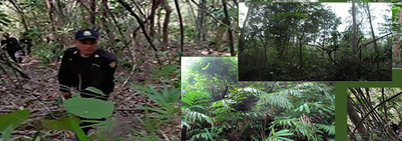 วันที่ 26 เมษายน 2564 หน่วยป้องกันรักษาป่าที่ ตร.2 (คลองห้วยแร้ง) ได้ออกลาดตระเวนพื้นที่รับผิดชอบ ป่าสงวนแห่งชาติ ป่าหินเพิงทึบ ทิวเขาบรรทัด บ้านด่านเนินสูง หมู่ที่ 6 ตำบลตะกาง อำเภอเมืองตราด จังหวัดตราด จำนวน 1 แปลง เนื้อ 88-3-03 ไร่ ผลการตรวจลาดตระเวนพื้นที่ป่ายังคงสภาพเป็นป่าสมบูรณ์ ไม่พบการกระทำความผิดตามกฏหมายว่าด้วยการป่าไม้แต่อย่างใด