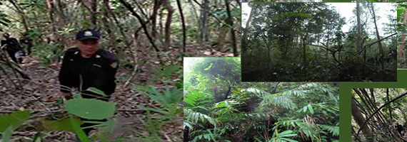 วันที่ 26 เมษายน 2564 หน่วยป้องกันรักษาป่าที่ ตร.2 (คลองห้วยแร้ง) ได้ออกลาดตระเวนพื้นที่รับผิดชอบ ป่าสงวนแห่งชาติ ป่าหินเพิงทึบ ทิวเขาบรรทัด บ้านด่านเนินสูง หมู่ที่ 6 ตำบลตะกาง อำเภอเมืองตราด จังหวัดตราด จำนวน 1 แปลง เนื้อ 88-3-03 ไร่ ผลการตรวจลาดตระเวนพื้นที่ป่ายังคงสภาพเป็นป่าสมบูรณ์ ไม่พบการกระทำความผิดตามกฏหมายว่าด้วยการป่าไม้แต่อย่างใด