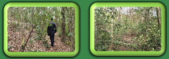 วันที่ 7 พฤษภาคม 2564 หน่วยป้องกันรักษาป่าที่ รย.2 (บ้านค่าย) ได้ออกลาดตระเวนในเขตพื้นที่รับผิดชอบ บริเวณเขาคลองซอง หมู่ที่ 6 ตำบลหนองไร่ อำเภอปลวกแดง จังหวัดระยอง อยู่ในเขตป่าสงวนแห่งชาติ ป่าคลองระเวิง และป่าเขาสมเส็ด จำนวน 1 แปลง เนื้อที่ 44-2-32 ไร่ พื้นที่ป่ายังคงสภาพเป็นป่าสมบูรณ์ ไม่พบการกระทำความผิดตามกฏหมายว่าด้วยการป่าไม้