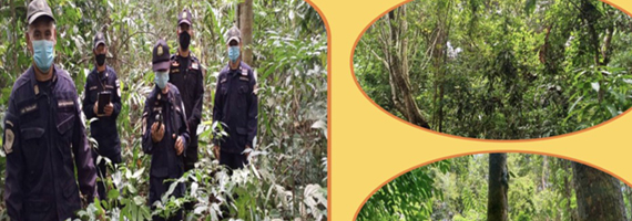 วันที่ 13 พฤษภาคม 2564 เจ้าหน้าที่หน่วยป้องกันและพัฒนาป่าไม้เขาสมิง เจ้าหน้าที่หน่วยป้องกันรักษาป่าที่ ตร.1 (คลองสะตอ) ได้ออกตรวจลาดตระเวนพื้นที่ในเขตป่าตามพระราชบัญญัติป่าไม้ พุทธศักราช 2484 บริเวณเขาตาคง หมู่ที่ 6 บ้านมุมสงบ ตำบลแสนตุ้ง อำเภเขาสมิง จังหวัดตราด จำนวน 1 แปลง เนื้อที่ 111-2-86 ไร่ พื้นที่ป่ายังคงสภาพเป็นป่าสมบูรณ์ ไม่พบการกระทำความผิดตามกฏหมายว่าด้วยการป่าไม้