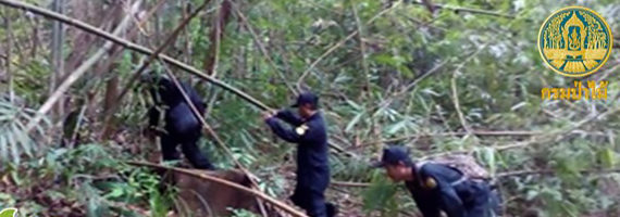 วันที่ 14 พฤษภาคม 2564 หน่วยป้องกันรักษาป่าที่ ตร.2 (คลองห้วยแร้อง) ได้ออกลาดตระเวนเขตพื้นที่รับผิดชอบ ป่าสงวนแห่งชาติ ป่าหินเพิงทึบ ทิวเขาบรรทัด บ้านหนองยาง หมู่ที่ 5 ตำบลชำราก อำเภอเมืองตราด จังหวัดตราด จำนวน 1 แปลง เนื้อที่ประมาณ 71-2-13 ไร่ ผลการตรวจลาดตระเวนพื้นที่ป่ายังคงสภาพเป็นป่าสมบูรณ์ ไม่พบการกระทำความผิดตามกฏหมายว่าด้วยการป่าไม้