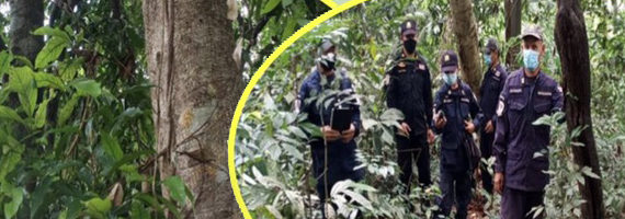 วันที่ 21 พฤษภาคม 2564 เจ้าหน้าที่หน่วยป้องกันและพัฒนาป่าไม้เขาสมิง เจ้าหน้าที่หน่วยป้องกันรักษาป่าที่ ตร.1 (คลองสะตอ) ได้ออกตรวจลาดตระเวนพื้นที่ในเขตป่าสงวนแห่งชาติป่าเขาสมิง (ป่าคลองใหญ่และป่าเขาไฟไหม้) บริเวณเขากราด หมู่ที่ 5 บ้านคลองปุก ตำบลสะตอ อำเภอเขาสมิง จังหวัดตราด จำนวน 1 แปลง เนื้อที่ 407-1-57 ไร่ พื้นที่ป่ายังคงสภาพเป็นป่าสมบูรณ์ ไม่พบการกระทำความผิดตามกฏหมายว่าด้วยการป่าไม้