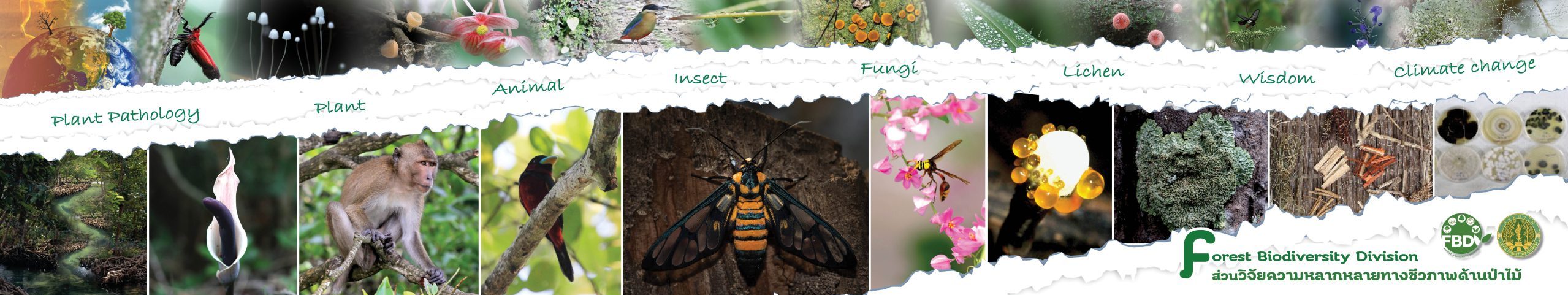 Forest Biodiversity Research Division