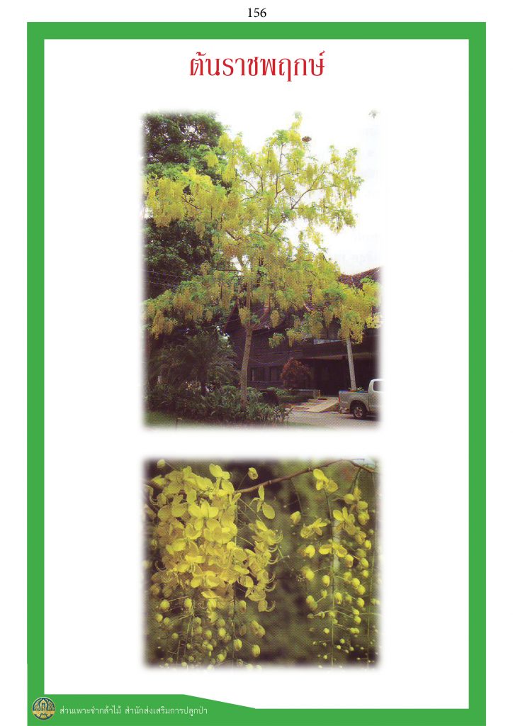 ไม้มงคล ๙ ชนิด : ราชพฤกษ์