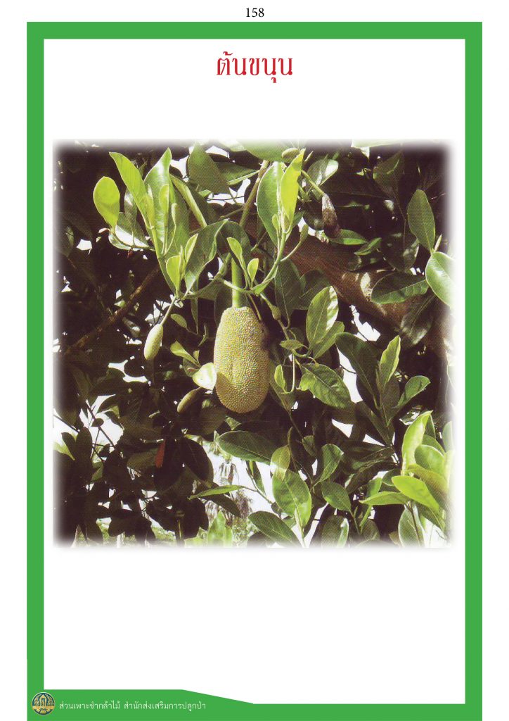 ไม้มงคล ๙ ชนิด : ขนุน