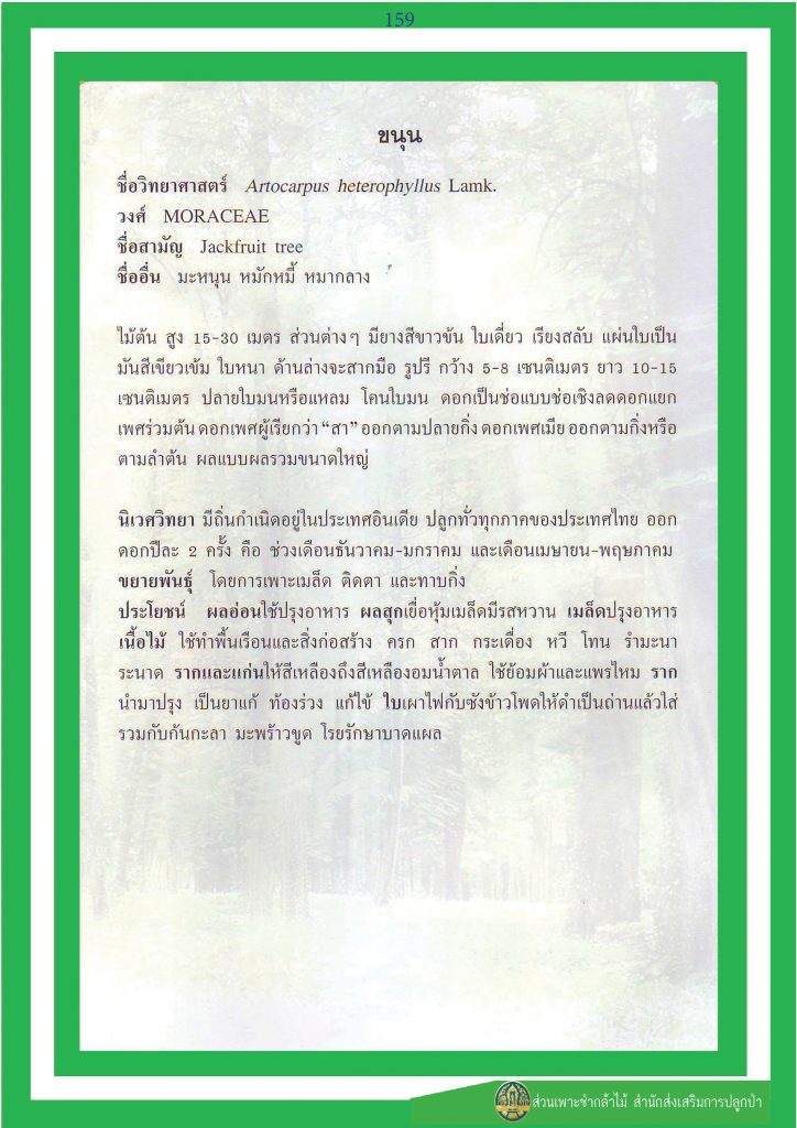 ไม้มงคล ๙ ชนิด : ขนุน