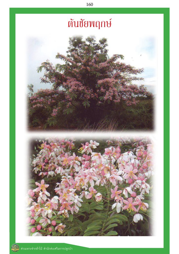 ไม้มงคล ๙ ชนิด : ชัยพฤกษ์