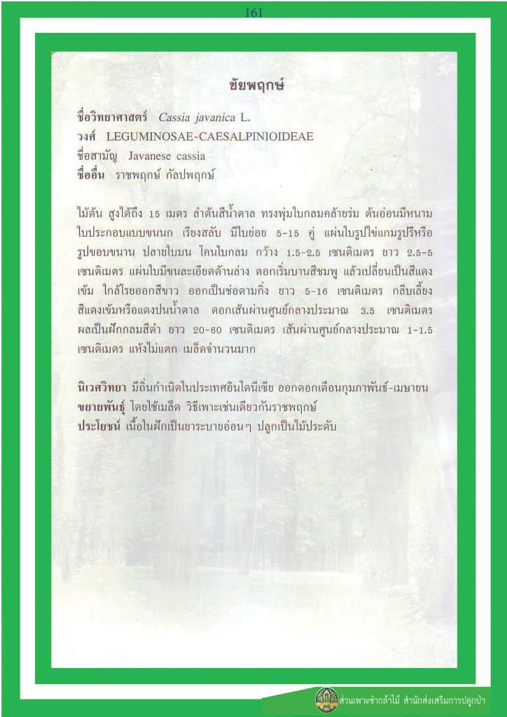 ไม้มงคล ๙ ชนิด : ชัยพฤกษ์