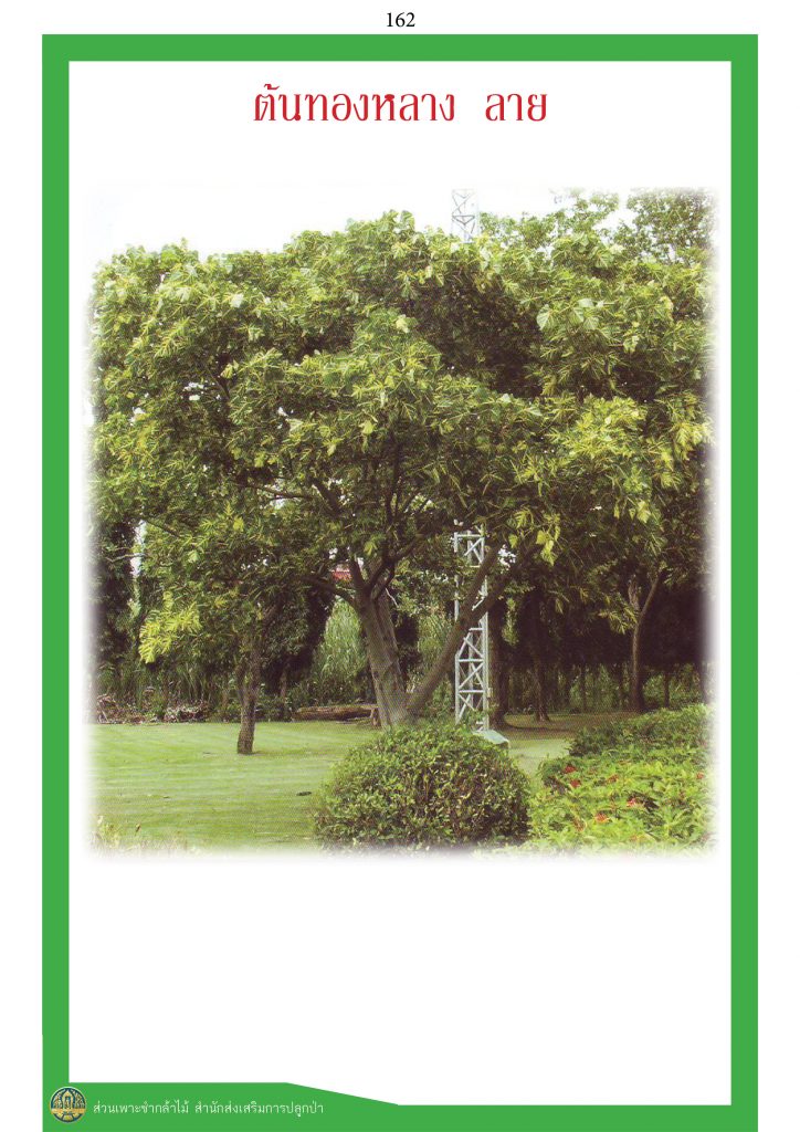 ไม้มงคล ๙ ชนิด : ทองหลางลาย