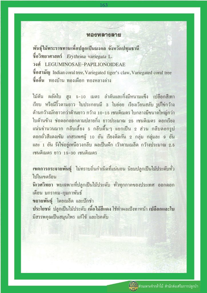 ทองหลางลาย