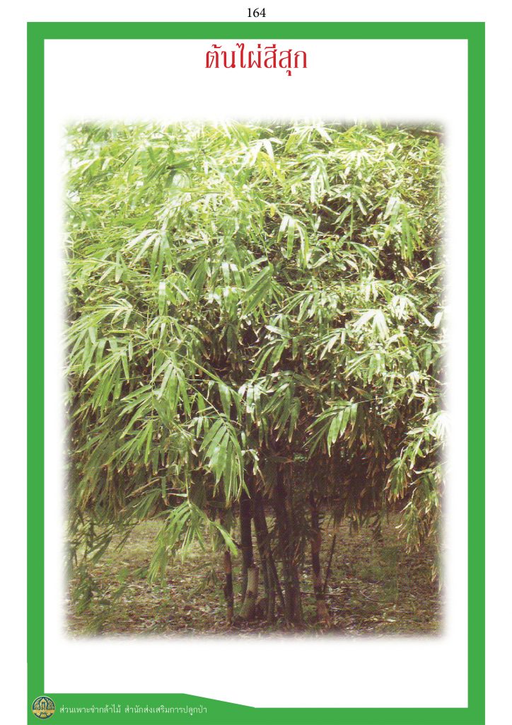 ไม้มงคล ๙ ชนิด : ไผ่สีสุก