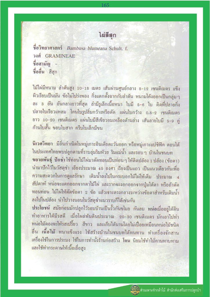 ไม้มงคล ๙ ชนิด : ไผ่สีสุก